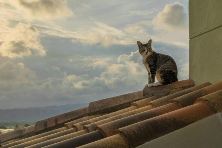Cat on roof - Pinnacle Home Improvements