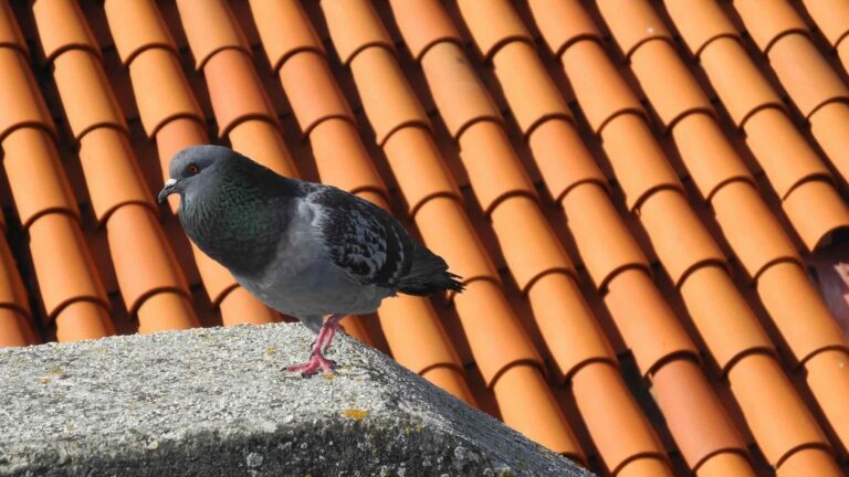 Gray pigeon on concrete ledge against orange, terracotta, clay roof tiles - Pinnacle Home Improvements