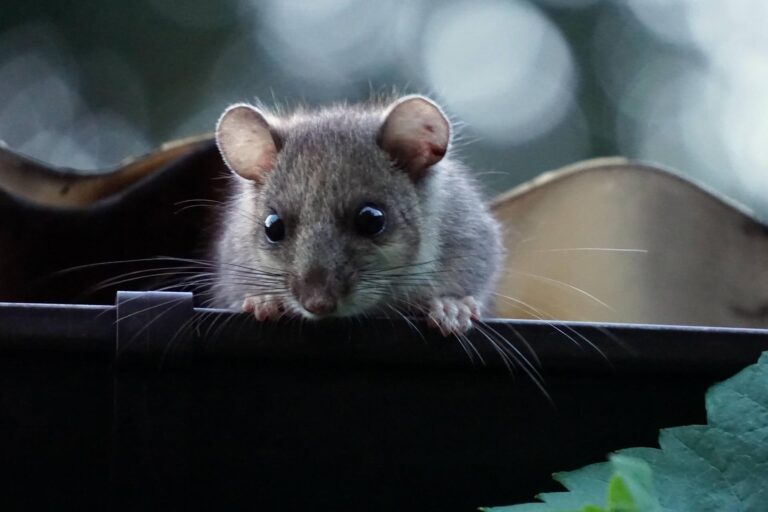 Gutter with dormouse peering out - Pinnacle Home Improvements