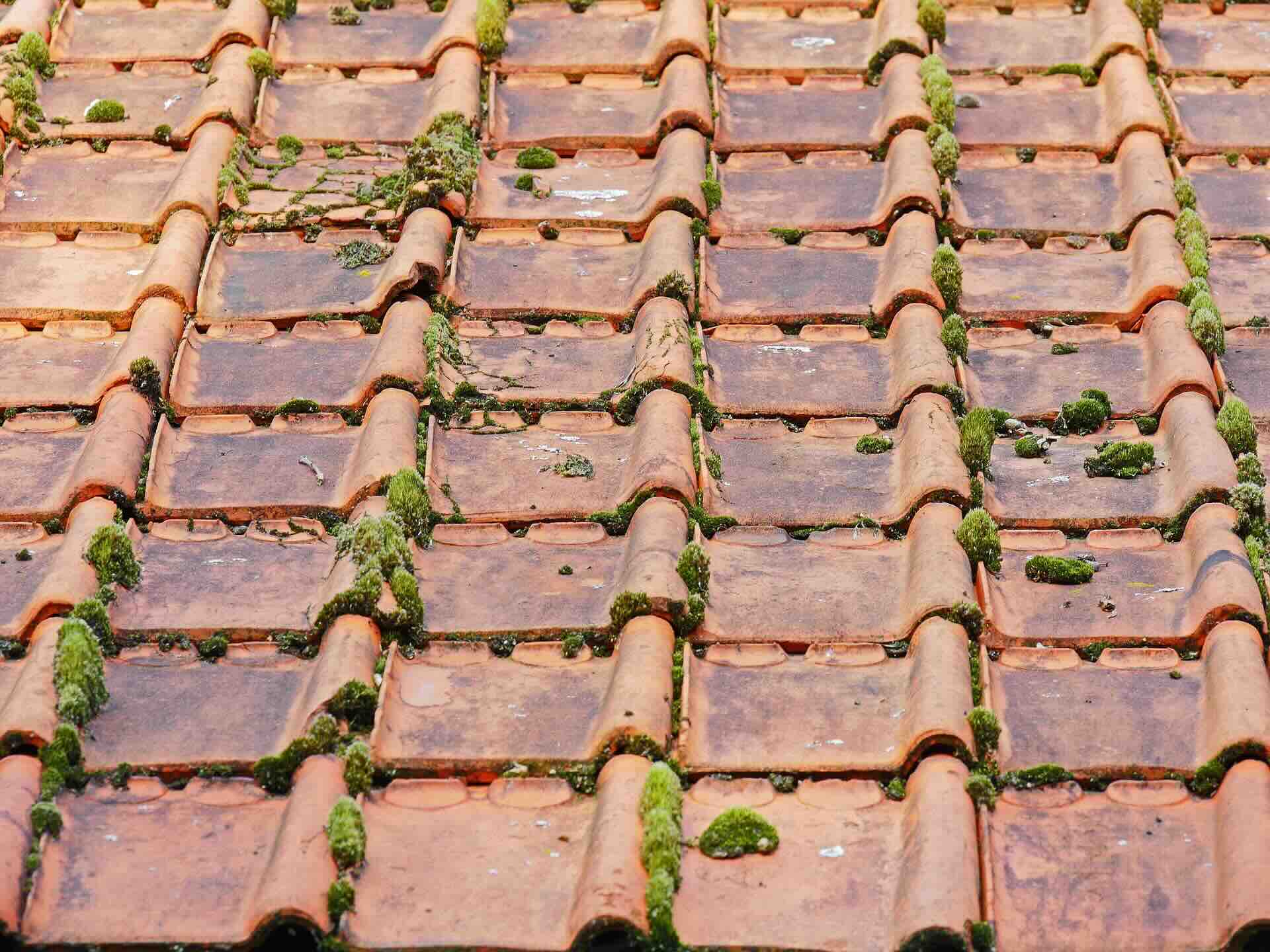 Moss on terracota roof - Pinnacle Home Improvements
