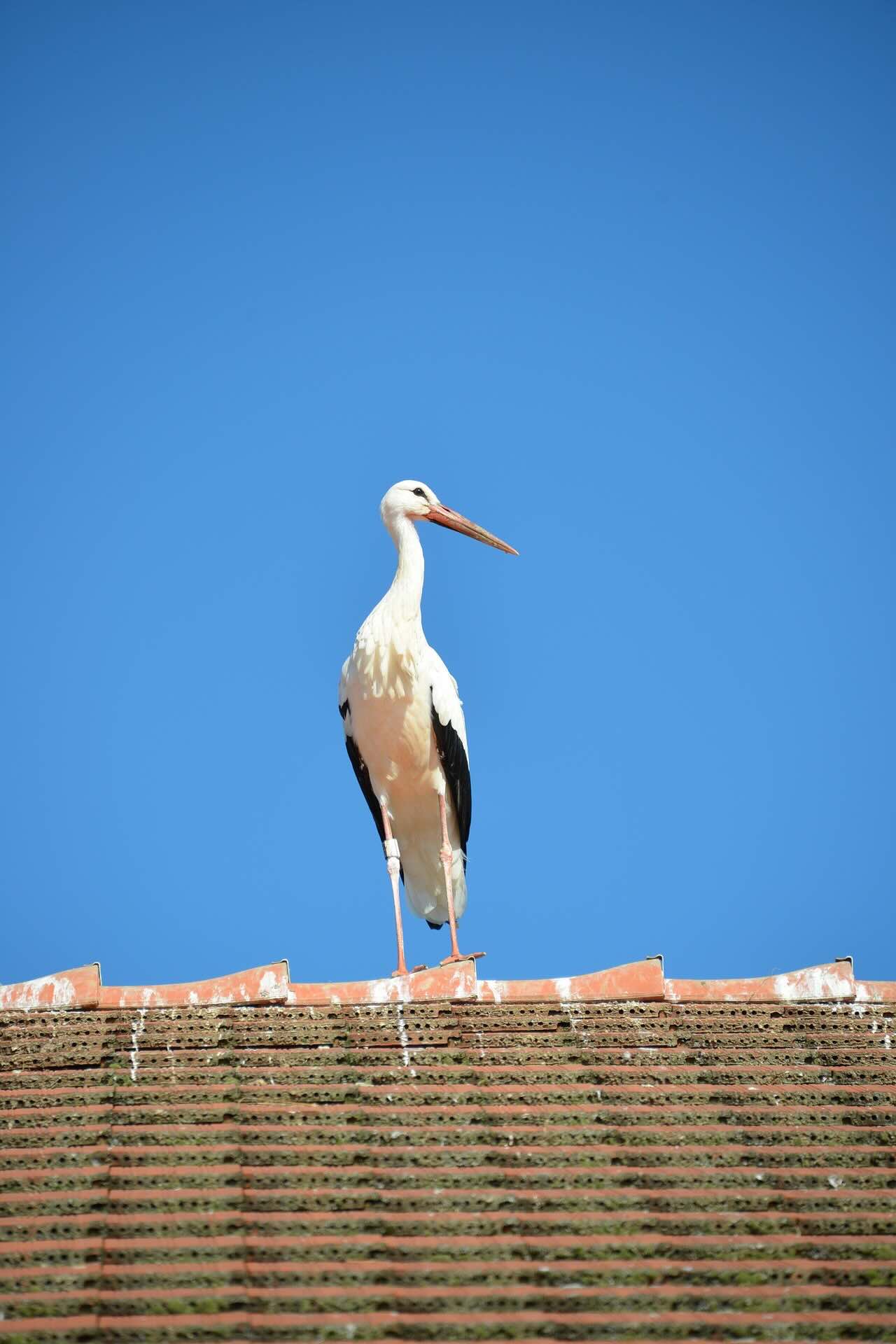 White stork on roof - Pinnacle Home Improvements