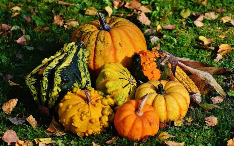 Assorted pumpkins and gourds in autumn colors, surrounded by fallen leaves and corn on the cob on grass, celebrating Thanksgiving - Pinnacle Home Improvements